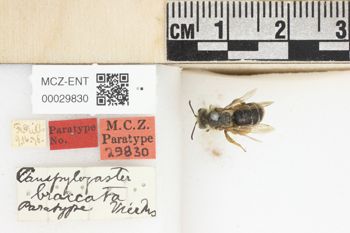 Media type: image;   Entomology 29830 Aspect: Labels